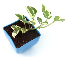 N'Joy Money Plant | Money Pothos N' joy Good Luck Vastu Live Plant By Veryhom-thumb1