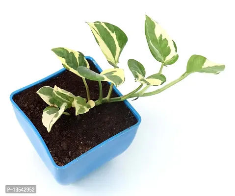 N'Joy Money Plant | Money Pothos N' joy Good Luck Vastu Live Plant By Veryhom-thumb2