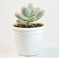 Pachyphytum Oviferum,Moon Stone Succulent Live Plant sugaralmond plant For Vastu by India Gardening-thumb1