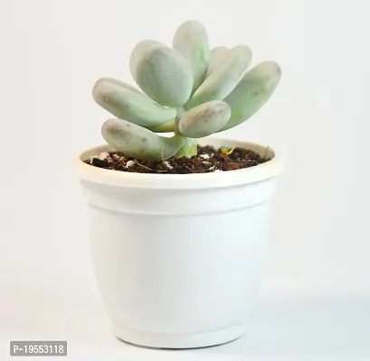 Pachyphytum Oviferum,Moon Stone Succulent Live Plant sugaralmond plant For Vastu by India Gardening-thumb2