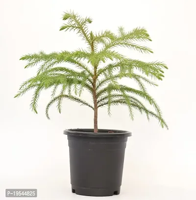 Christmas Tree | Araucaria Heterophylla Air Purifying Live Plant Star Pine Triangle Tree by Veryhom