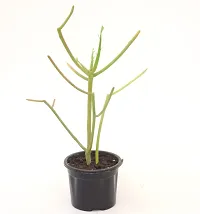 Pencil Cactus/Euphorbia Tirucalli Live Plant Indian tree spurge by Veryhom-thumb4