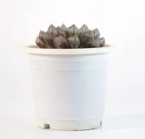 India Gardening Haworthia Cooperi Succulent Live Plant By India Gardening-thumb2