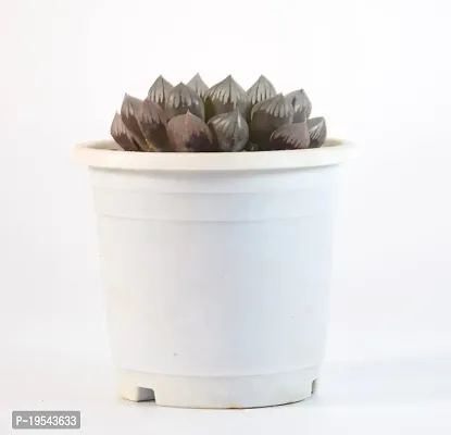 India Gardening Haworthia Cooperi Succulent Live Plant By India Gardening-thumb3