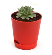 Original Red Tip Laxmi Kamal Plant in Self Watering Pot | Lakshmi Kamal Succulent Plant with pot-thumb1