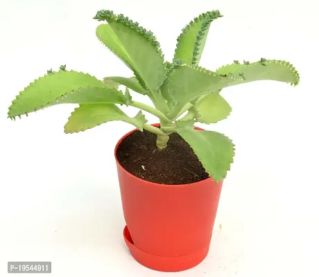 Mother of Thousands,Succulent,Devil Backbone Kalanchoe Laetivirens,Medicinal plant in Self Watering Pot by Veryhom-thumb4