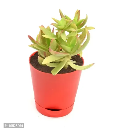 Red Pagoda | Crassula Capitella (Campfire Crassula) Succulent in Self Watering pot by India Gardening-thumb3