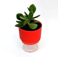 VH Veryhom Veryhom Original Crassula Ovata Plant (Good Luck Vastu Plant) Kuberakshi Vastu Plant In Self Watering Pot-thumb3