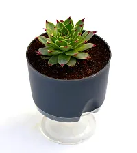 Veryhom Original Red Tip Laxmi Kamal Vastu Plant, Sempervivum Live succulent Plant With Self Watering pot-thumb2