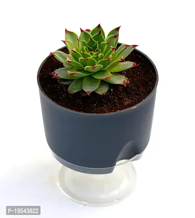 Veryhom Original Red Tip Laxmi Kamal Vastu Plant, Sempervivum Live succulent Plant With Self Watering pot-thumb3