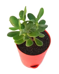 Veryhom Original Crassula Ovata Jade Plant with Self Watering Pot Feng Shui Good Luck Plant-thumb1