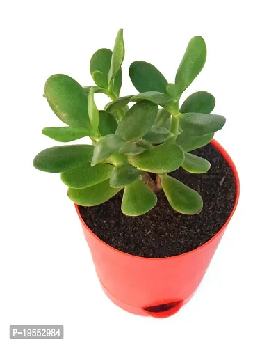 Veryhom Original Crassula Ovata Jade Plant with Self Watering Pot Feng Shui Good Luck Plant-thumb2