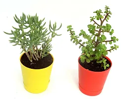 Combo of 2 Good Luck Jade plant  Crassula Tetragona Miniature Pine Plant With Self Watewring Pot By VH Veryhom-thumb2