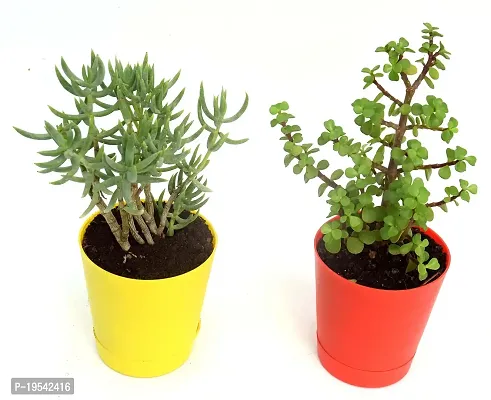 Combo of 2 Good Luck Jade plant  Crassula Tetragona Miniature Pine Plant With Self Watewring Pot By VH Veryhom-thumb3