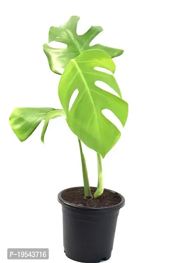 Monstera Philodendron Rhaphidophora Live Plant By Veryhom-thumb4