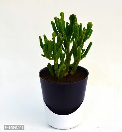 Gollum Jade | Trumpet Jade | Money Plant Succulent in Self Watering Pot by VH Veryhom