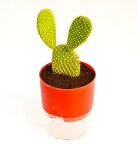 Bunny Ear Cactus With Self Watering pot Opuntia microdasys angel's wings Cactus by Veryhom-thumb1