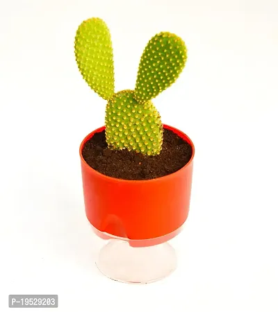 Bunny Ear Cactus With Self Watering pot Opuntia microdasys angel's wings Cactus by Veryhom-thumb2