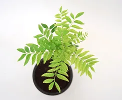 Kadi Patta (Curry Leaves) Sweet Neem | Murraya koenigii Ayurvedic Live Plant by Veryhom-thumb1