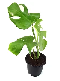 Monstera Philodendron Rhaphidophora Live Plant By Veryhom-thumb1