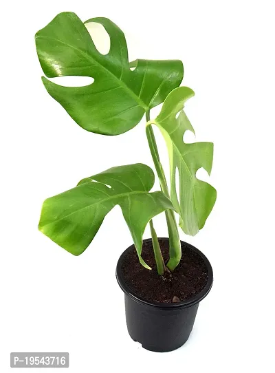 Monstera Philodendron Rhaphidophora Live Plant By Veryhom-thumb2