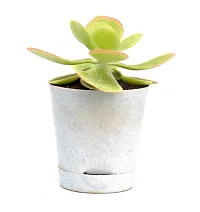 Kalanchoe thyrsiflora | Paddle Plant Flapjacks Succulent in Self Watering Pot By India Gardening-thumb2