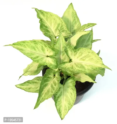 Arrowhead Syngonium podophyllum Live Plant By Veryhom