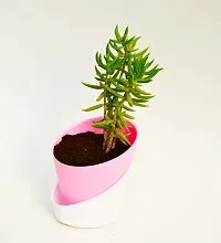 Crassula Tetragona Miniature Pine Jade plant With Self Watering Pot By Veryhom-thumb2