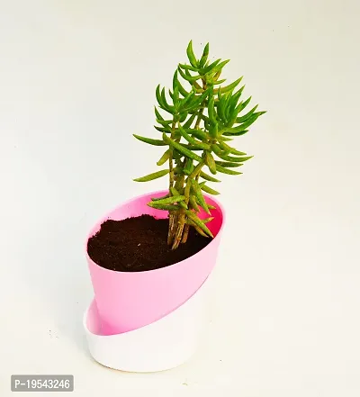 Crassula Tetragona Miniature Pine Jade plant With Self Watering Pot By Veryhom-thumb3