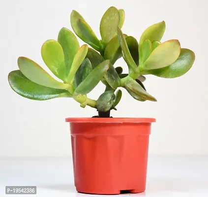 India Gardening Crassula Ovata Jade Plant (Good Luck Vastu Plant) by India Gardening, Green (JADE_SMALL)-thumb2