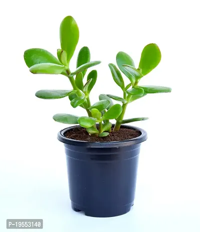 VH Veryhom Original Kuberakshi Vastu Plant, Crassula Ovata Jade Plant, Lucky plant With pot