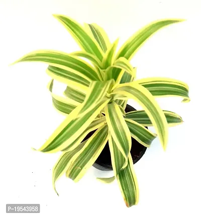 Dracaena reflexa/Song of India Live Plant By Veryhom