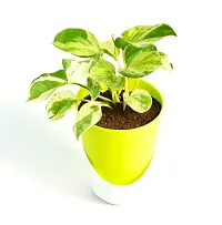N'Joy Money Plant | Money Pothos N' joy Good Luck Vastu Live Plant With Self Watering Pot By Veryhom-thumb1
