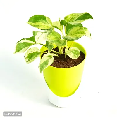 N'Joy Money Plant | Money Pothos N' joy Good Luck Vastu Live Plant With Self Watering Pot By Veryhom-thumb2