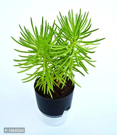 Veryhom Bush Senecio, Finger-leaved Senecio Plant With Self Wetaring Pot-thumb3