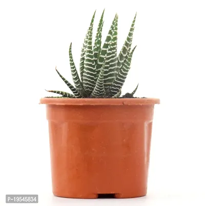 Zebra Cactus Succulent Plant 2.5 inch Pot By Veryhom-thumb4
