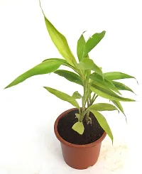 Dracaena sanderiana Lucky Bamboo Plant Air purifying live plant by Veryhom-thumb1