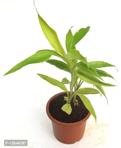 Dracaena sanderiana Lucky Bamboo Plant Air purifying live plant by Veryhom-thumb2