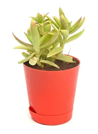 Red Pagoda | Crassula Capitella (Campfire Crassula) Succulent in Self Watering pot by India Gardening-thumb3