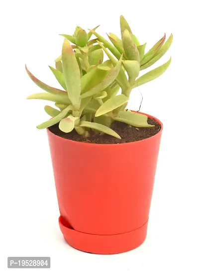 Red Pagoda | Crassula Capitella (Campfire Crassula) Succulent in Self Watering pot by India Gardening-thumb4