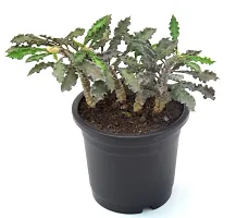 Rare Euphorbia Decaryi Succulent spurge Live Plant by Veryhom-thumb1