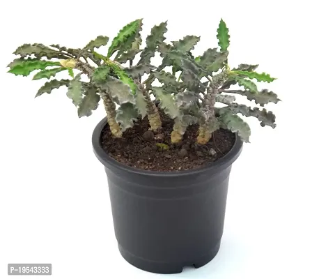 Rare Euphorbia Decaryi Succulent spurge Live Plant by Veryhom-thumb2