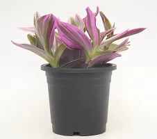 Vh Veryhom Pink Wandering Jew Live Plant Rare Tradescantia Nanouk Lilac By Veryhom-thumb1