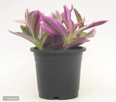 Vh Veryhom Pink Wandering Jew Live Plant Rare Tradescantia Nanouk Lilac By Veryhom-thumb2