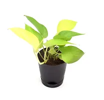 Golden Money Plant with Self Watering Pot India Gardening-thumb1