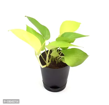 Golden Money Plant with Self Watering Pot India Gardening-thumb2