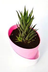 New Haworthia Zebra Cactus Succulent Plant With Self Watering Pot by Veryhom-thumb2