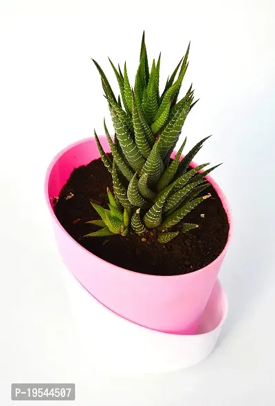 New Haworthia Zebra Cactus Succulent Plant With Self Watering Pot by Veryhom-thumb3