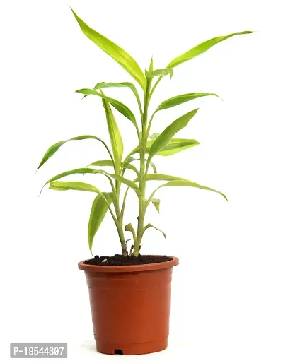 Dracaena sanderiana Lucky Bamboo Plant Air purifying live plant by Veryhom-thumb3