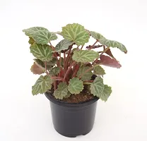 VH Veryhom Strawberry Begonia (Saxifraga stolonifera) Live Plant-thumb4